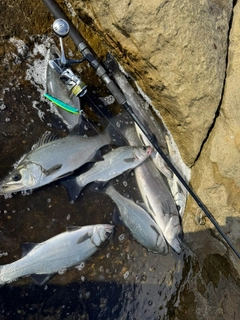 ヒラスズキの釣果