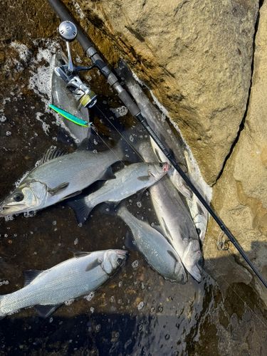 ヒラスズキの釣果