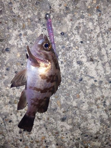 シロメバルの釣果