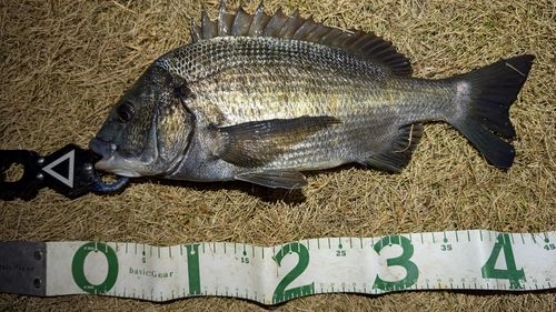 東京湾（アクアライン〜富津）