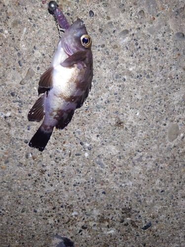 シロメバルの釣果