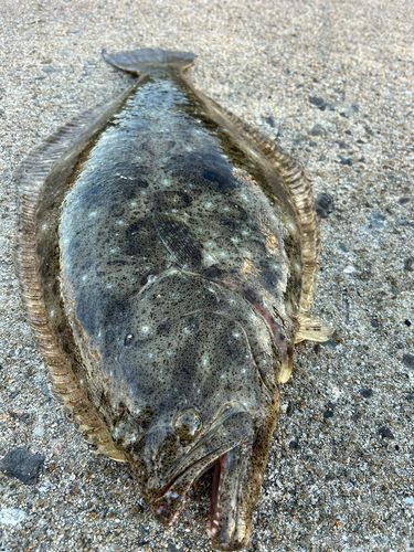 ヒラメの釣果