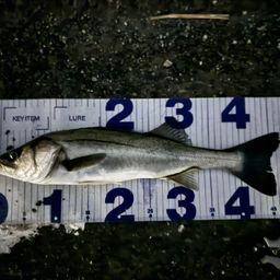 セイゴ（マルスズキ）