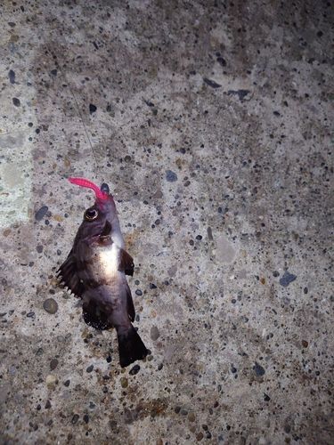 シロメバルの釣果