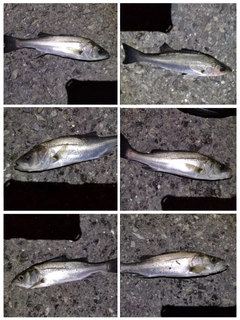 シーバスの釣果