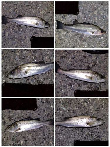 シーバスの釣果