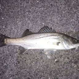 セイゴ（マルスズキ）