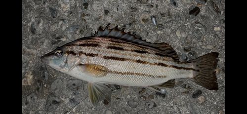 シマイサキの釣果