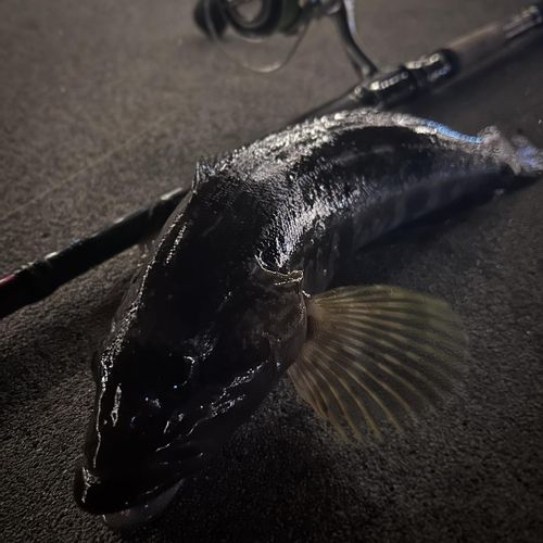 アイナメの釣果