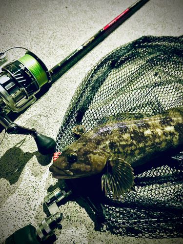 アイナメの釣果