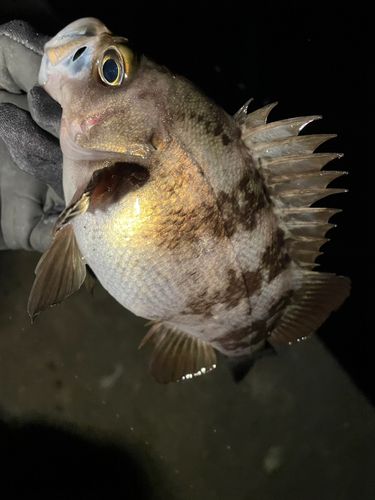 三陸海岸（岩手）