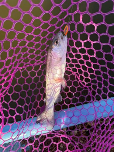 ニジマスの釣果