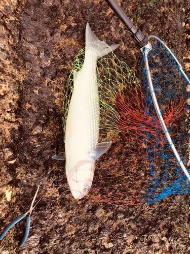 アイナメの釣果