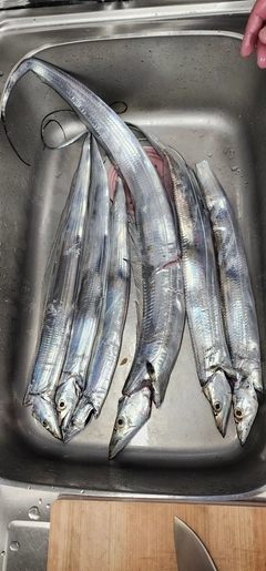 タチウオの釣果