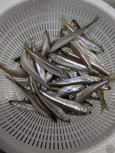 ワカサギの釣果