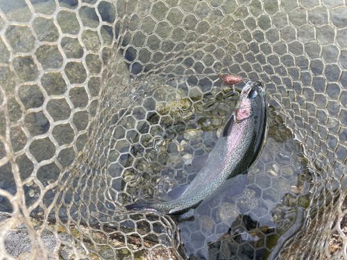 ニジマスの釣果