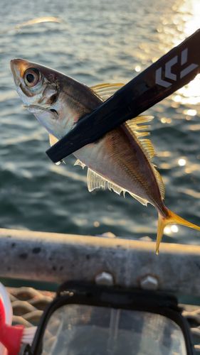 本牧海づり施設