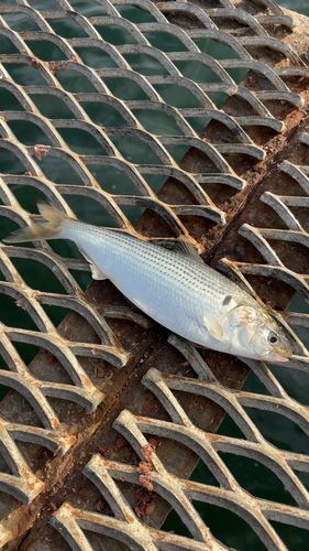 コノシロの釣果
