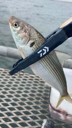 コノシロの釣果