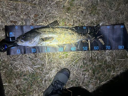 フッコ（マルスズキ）の釣果