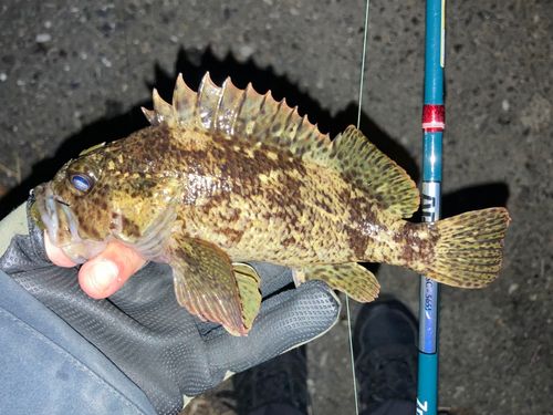 ムラソイの釣果