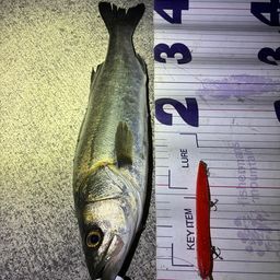 フッコ（マルスズキ）