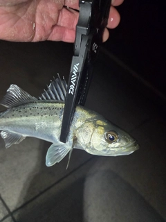 セイゴ（マルスズキ）の釣果