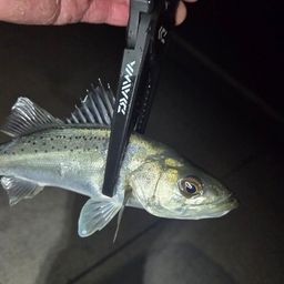 セイゴ（マルスズキ）