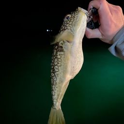 ショウサイフグ