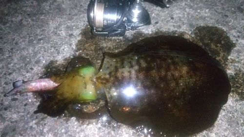 アオリイカの釣果