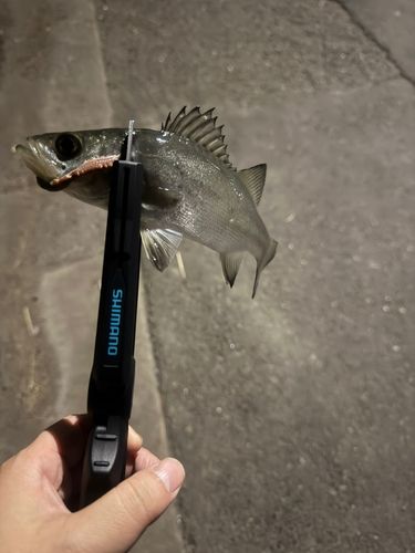 フッコ（マルスズキ）の釣果