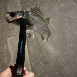 フッコ（マルスズキ）