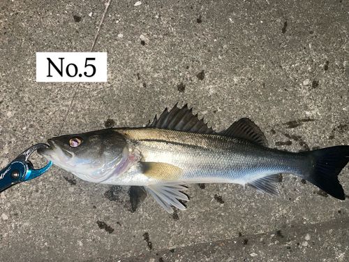 シーバスの釣果