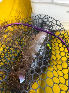 タイの釣果