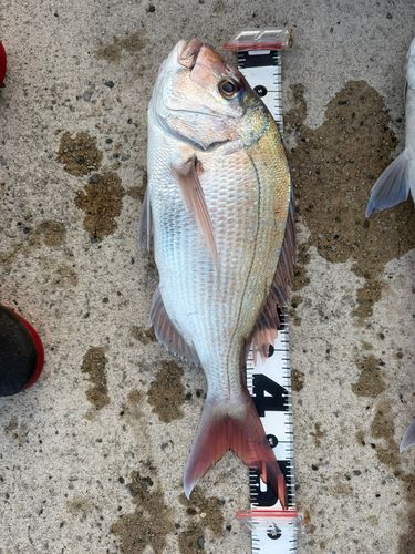 タイの釣果