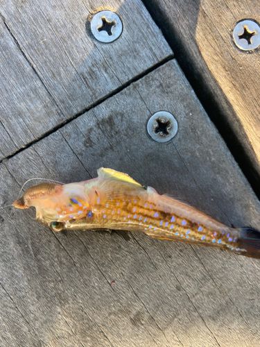 モヨウハゼの釣果