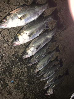 セイゴ（マルスズキ）の釣果