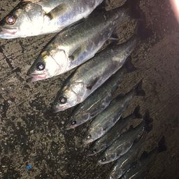 セイゴ（マルスズキ）