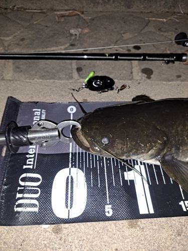ナマズの釣果