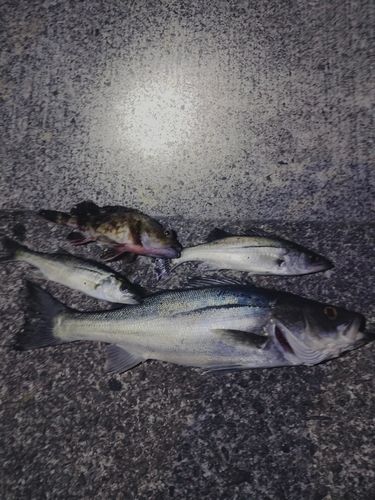 フッコ（ヒラスズキ）の釣果