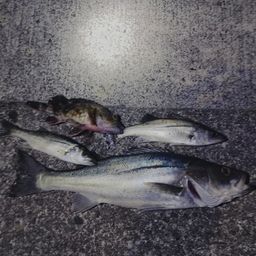 フッコ（ヒラスズキ）