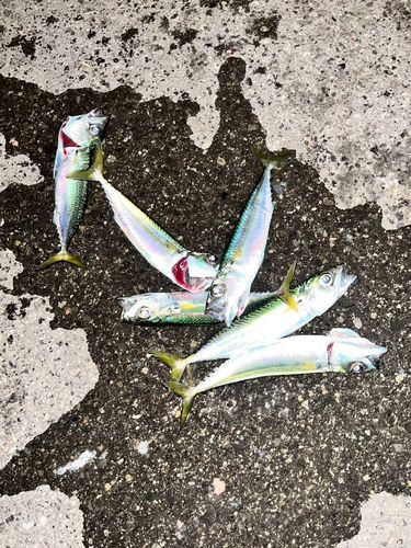 シーサイドコスモ釣り解放区