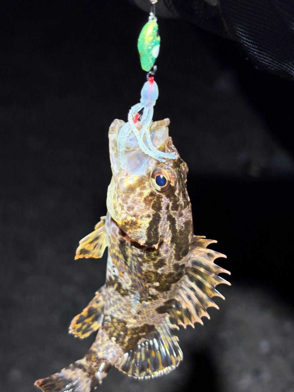 タケノコメバル