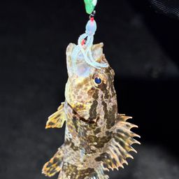 タケノコメバル