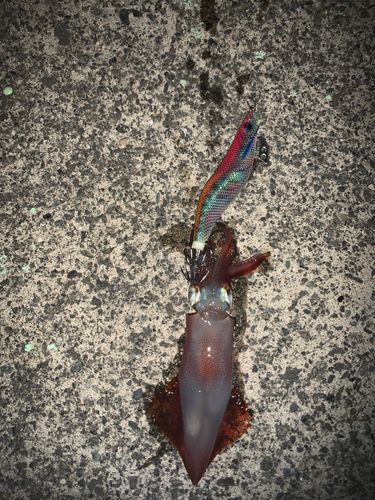 ケンサキイカの釣果