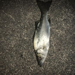 セイゴ（ヒラスズキ）