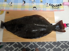 ヒラメの釣果