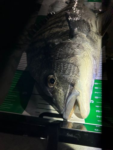 クロダイの釣果