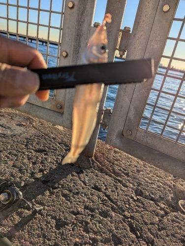 シロギスの釣果