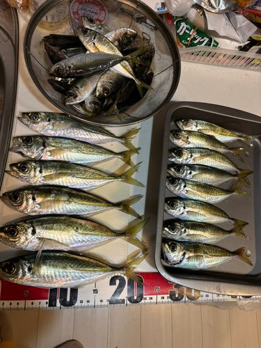 マアジの釣果